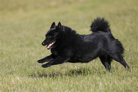 The Schipperke - Ultimate Breed Information Guide | Your Dog Advisor