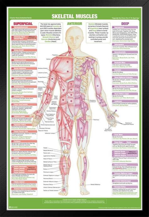 Posterior Skeletal Muscles