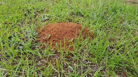 How to take down fire ants effectively and safely | Features | postandcourier.com