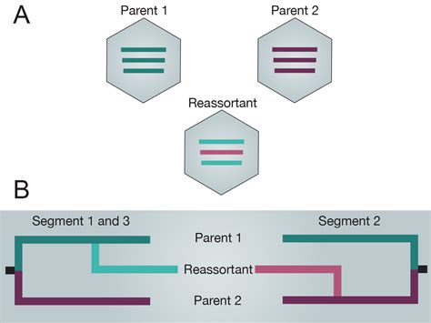 RNA Virus Reassortment: An Evolutionary Mechanism for Host Jumps and Immune Evasion ...