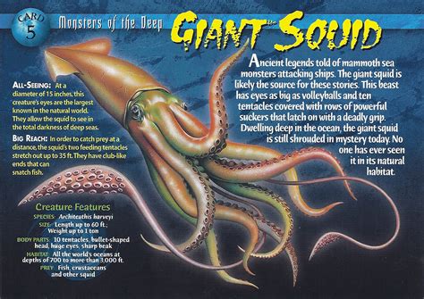 Giant Squid - Wierd N'wild Creatures Wiki