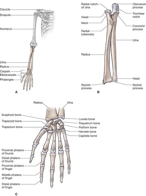 Forearm And Wrist Anatomy - vrogue.co