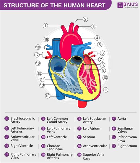 Human Circulatory System - Organs, Diagram and Its Functions