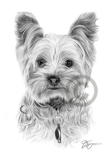 YORKSHIRE TERRIER art print A4 / A3 sizes pencil drawing artwork Yorkie ...