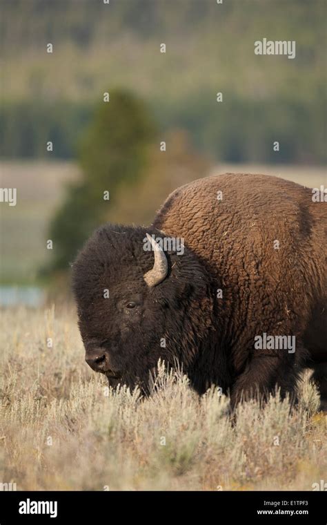 Plains Bison, Bison bison bison, Yellowstone NP, Montana, USA Stock ...