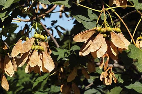 Certain Maple Tree Seeds Can Kill Horses – The Horse