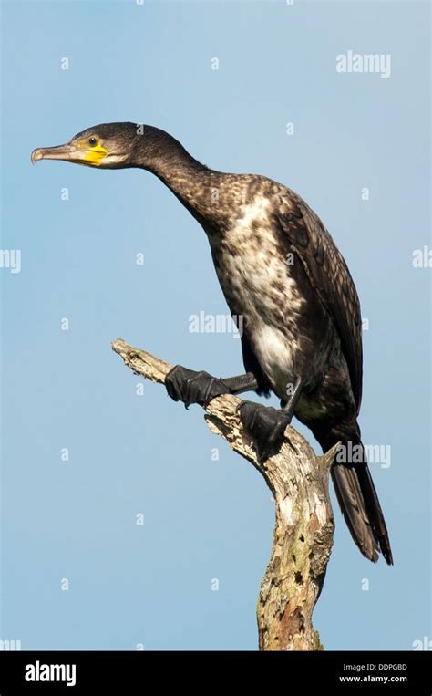 Juvenile cormorant sat on branch hi-res stock photography and images ...