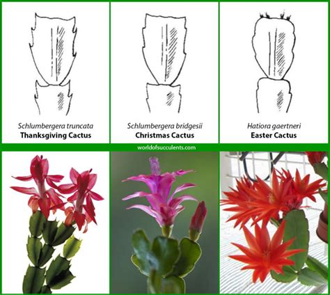 Is it a Thanksgiving, Christmas or Easter Cactus? - World of Succulents