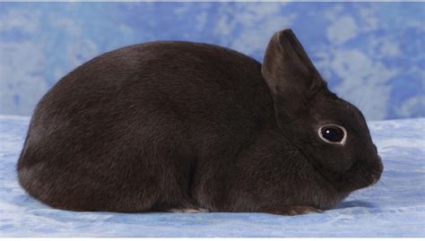 Polish rabbit Diet, Breeders, Size, colors, and Other Information