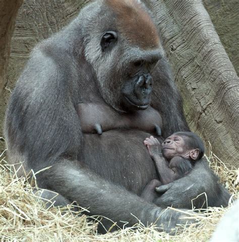 The Bronx Zoo Welcomes 2 New Adorable Baby Gorillas | Baby gorillas, Bronx zoo, Gorilla