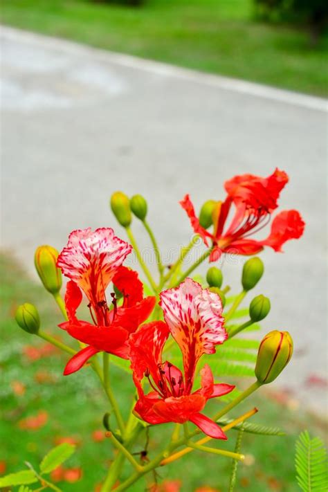 Delonix Regia Flower in Bloom. Stock Image - Image of green, holiday: 118130975