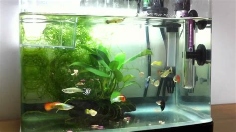 My Guppy Tank Setup - YouTube