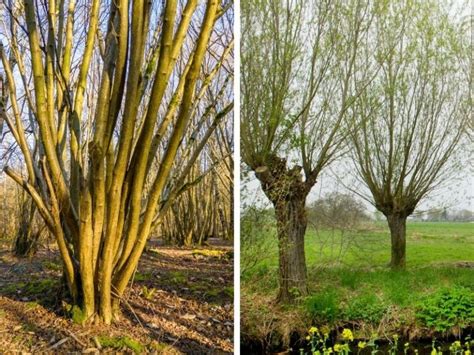 Pollarding and Coppicing Trees and Shrubs (Why and How) - The Small ...