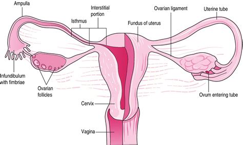 [DIAGRAM] Labelled Diagram Of Fallopian Tubes - MYDIAGRAM.ONLINE