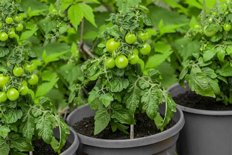 Growing Square Tomatoes