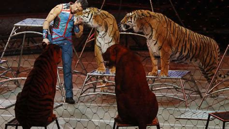 Ringling Bros. tigers are headed for a German circus and animal activists are outraged - CBS News