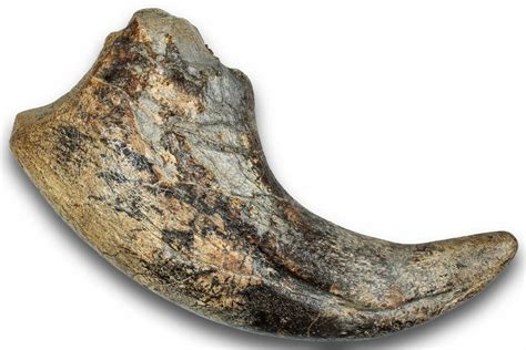 6.5" Spinosaurid Dinosaur (Suchomimus) Hand Claw - Niger (#245024) For Sale - FossilEra.com