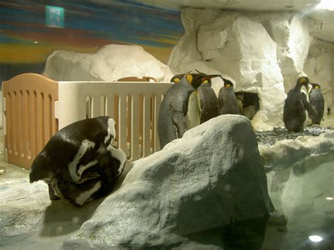 Awwwww :D - Penguins Mating Photo (12474644) - Fanpop