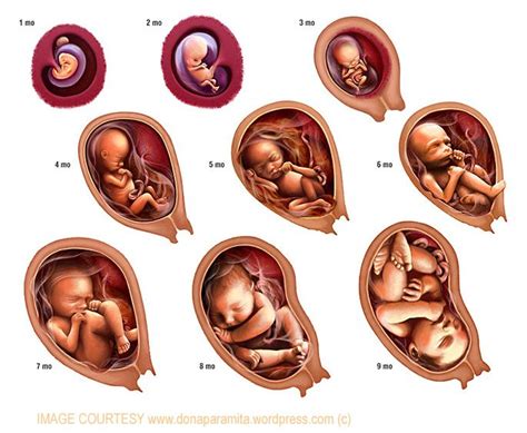 Comprehensive Baby Stages By Week Baby Stages In Womb | Baby in womb, Stages of baby development ...