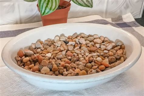 How to Make a Pebble Tray for Plants - The Leafy Little Home