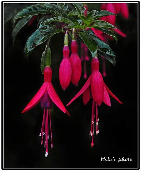 Fushia | Fancy flowers, Fuchsia flower, Fuchsia garden