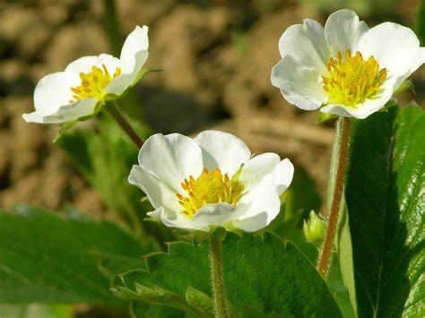 Strawberry blossom Free Photo Download | FreeImages