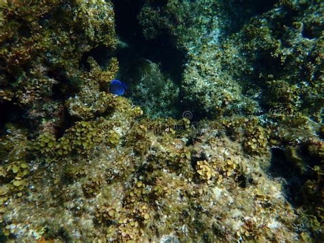 Blue Tang, Coral Reef, Bahamas Atlantic Ocean Stock Image - Image of ...