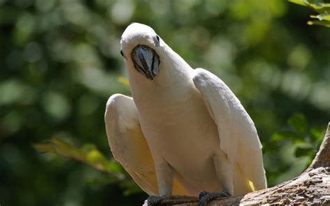 parrot, Cockatoo, Bird Wallpapers HD / Desktop and Mobile Backgrounds