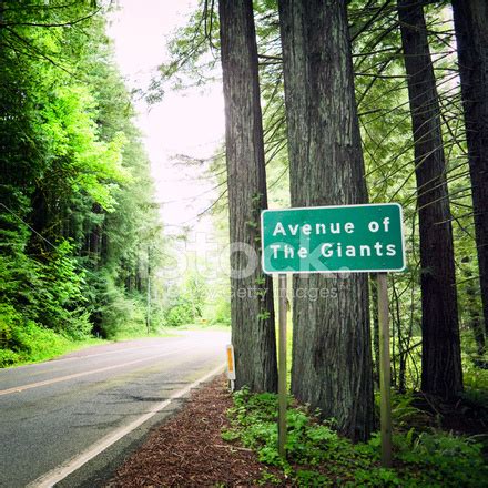 Avenue Of The Giants In Humboldt Redwoods State Park Stock Photo ...