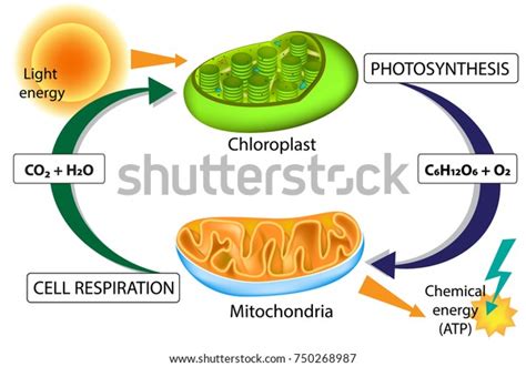 1 Aerobic Cellular Respiration In Animals Images, Stock Photos ...