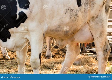 Close Up of Holstein Cow Big Udder Stock Image - Image of bovine, rear ...