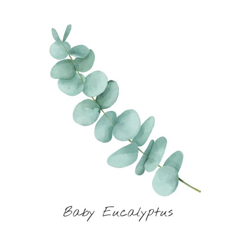 Eucalyptus Images Svg