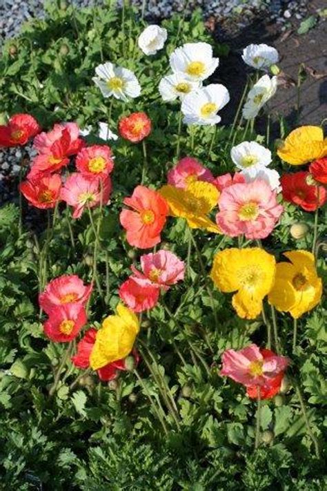 Iceland Poppy - Devil Mountain Wholesale Nursery