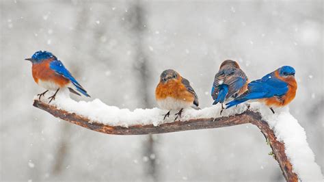 Bluebirds Eastern – Bing Wallpaper Download