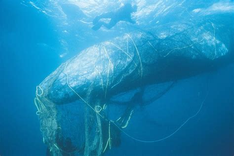 'Ghost gear' killing hundreds of thousands of whales, seals, turtles and birds - ABC News