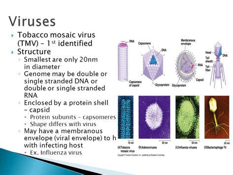 Tobacco Mosaic Virus