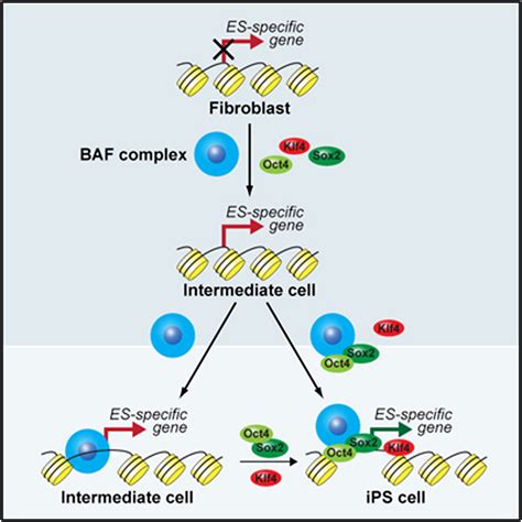 Chromatin-Remodeling Components of the BAF Complex Facilitate ...