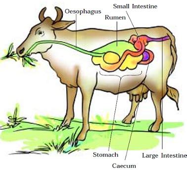 Draw And Label The Digestive System Of A Named Ruminant Animal - Draw easy