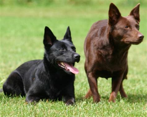 Australian Kelpie - Dog Breed Info, Images, Videos, FAQs