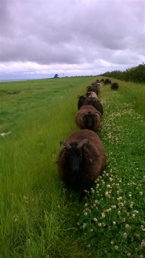 Humber Estuary | Endangered Landscapes & Seascapes Programme