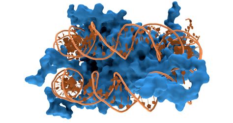 DNA Sequencing Confirms Ancient Migration Back to Africa - New Historian