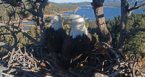 Bald eagle Jackie welcomes first egg of season in Big Bear | Bellingham ...