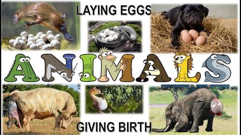 37+ What Animal Lays Eggs But Is Not A Bird - BernardHamnah