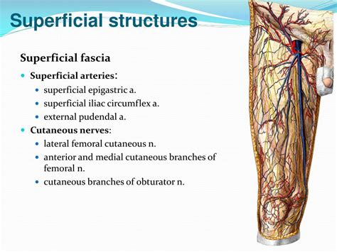 Superficial Fascia Anatomy