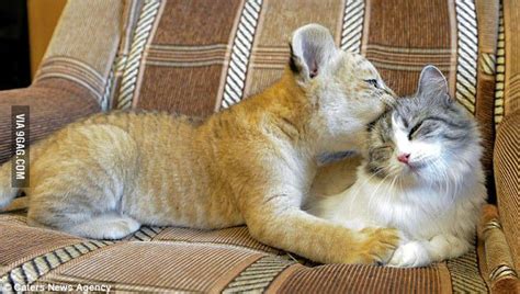 Baby liger playing with its foster "mom" | Heartwarming pictures, Cat ...