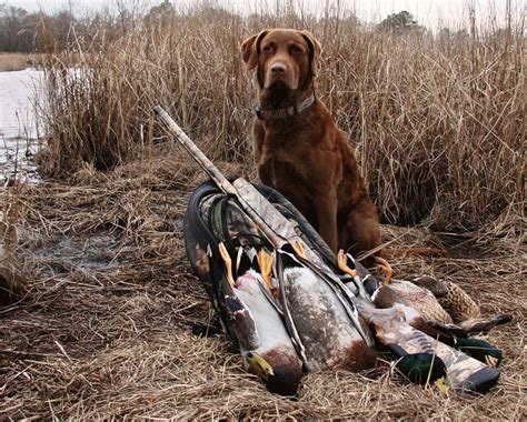 6 Best Duck Hunting Dog Breeds - Outdoor Enthusiast Lifestyle Magazine