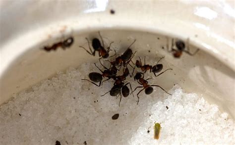 Get Rid of Sugar Ants in 3 Steps - Garden