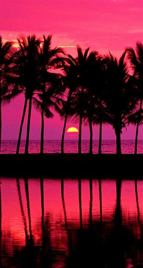 Tropical palm tree Wallpapers Download | MobCup