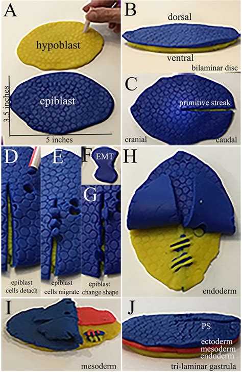 Migration of epiblast cells through the primitive streak to form germ ...