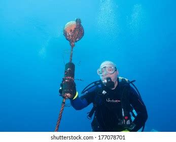 Scuba Diving Sea Cortez Stock Photo 177078701 | Shutterstock